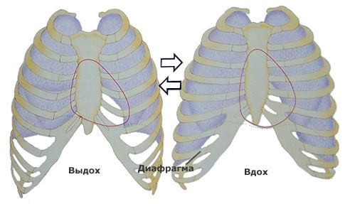 Что мы вдыхаем и выдыхаем