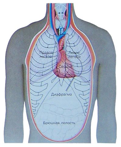 Где Легкие У Человека Фото