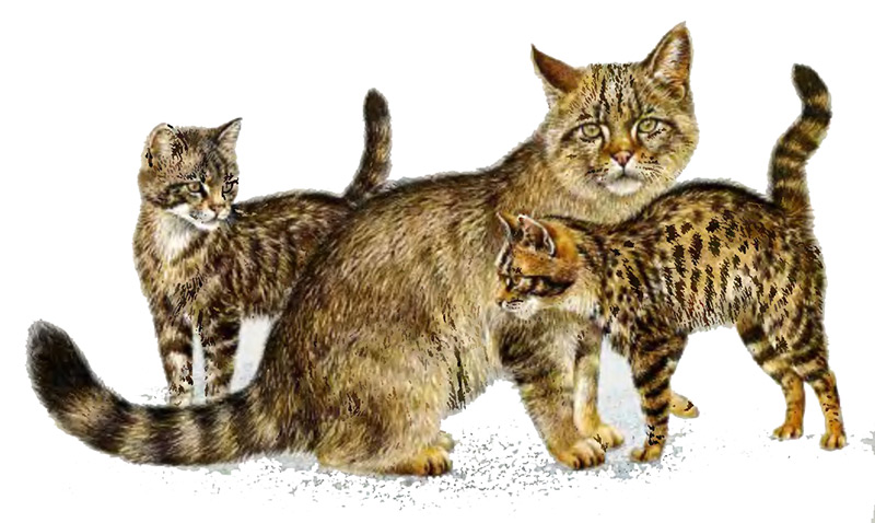 Как отличить дикую. Кошки Дикие и домашние отличия. Отличие домашней кошки от дикой. Дикие предки домашних животных кошек. Различия домашнего кота от дикого.