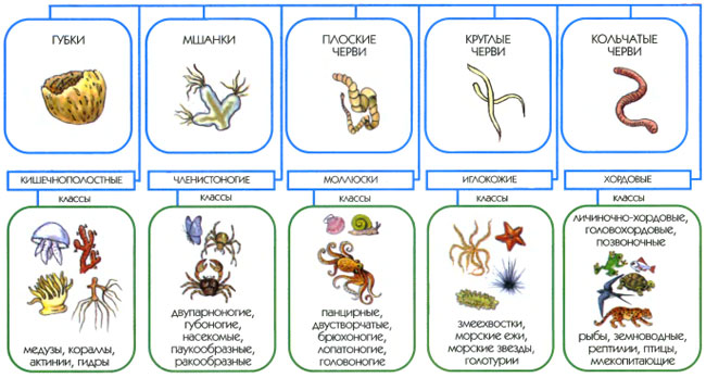Классификация животного мира. Царства, типы, классы, подклассы, отряды