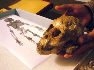 Череп homo gautengensis