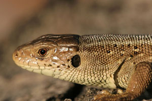 Ящерица Lacerta agilis