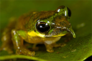 длинноносая лягушка рода litoria