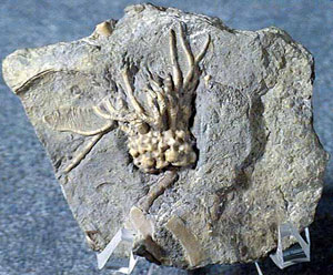 Окаменелость морской лилии