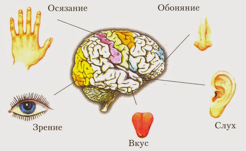 5 чувств человека