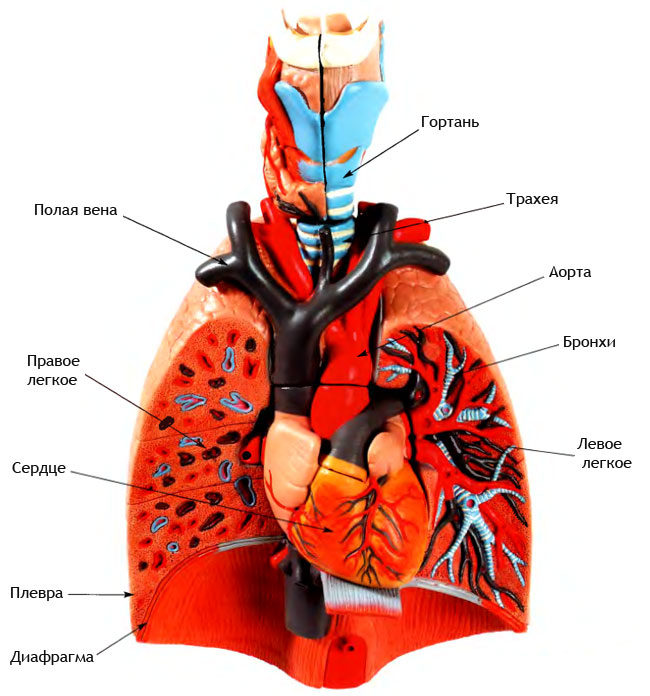 Где Легкие У Человека Фото Спереди
