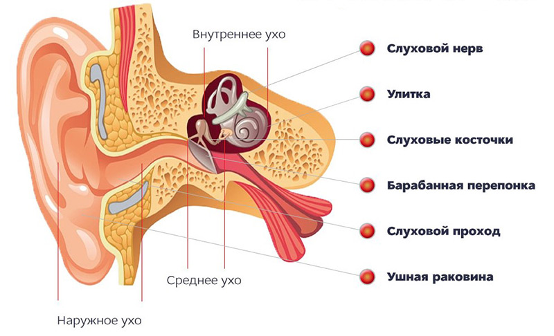 строение уха человека