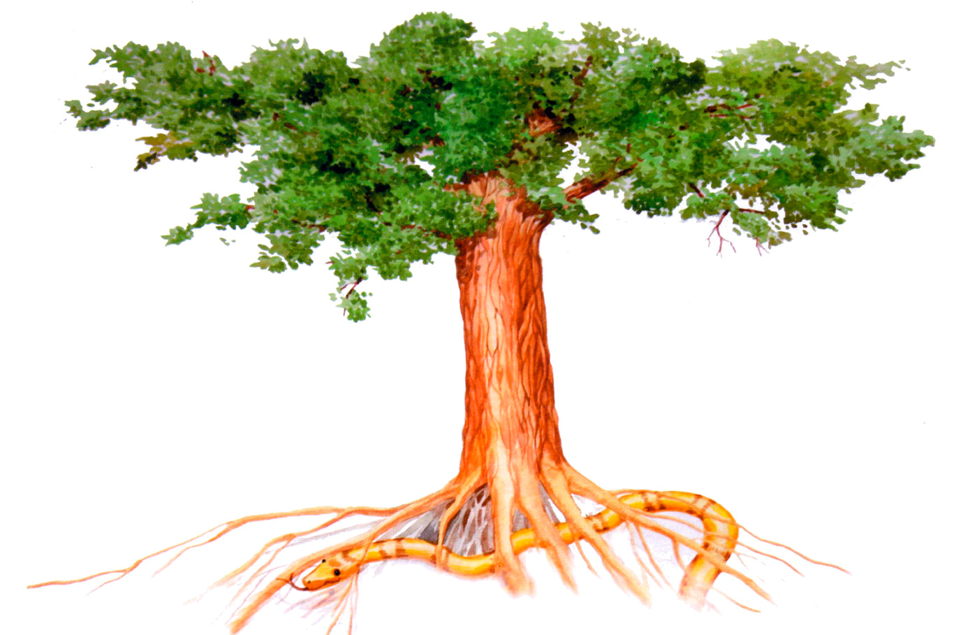 На дереве жизни символизируют плоды и «дерево жизни» будет посажено в парке мира и согласия в Нур-Султане. А как же Папа?