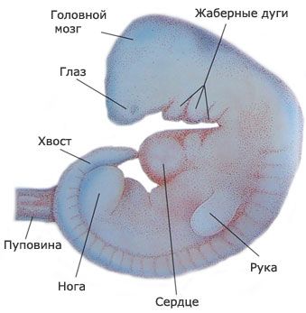 Как Выглядит Зародыш Фото